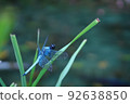 A blue dragonfly that makes you forget the summer heat 92638850