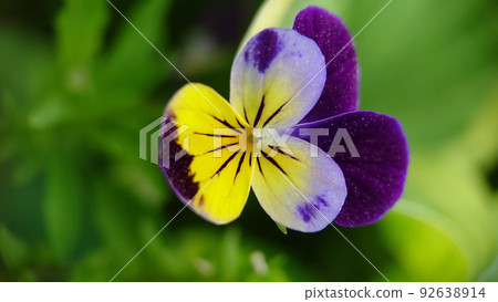 Violet tricolor blooming in the garden close-up Violet tricolor blooming in the garden close-up 92638914