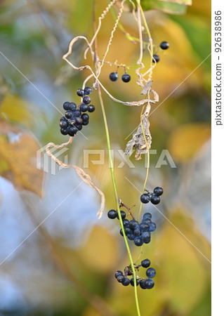 Fruit of Aotutsurafuji 92638986