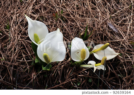 Oze water basho 92639164