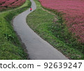 一個女孩在紅蕎麥田的路上奔跑 92639247