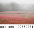霧中的紅蕎麥田 92639251