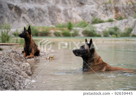 Two belgian malinois dog lying in the lake water Two belgian malinois dog lying in the lake water 92639445