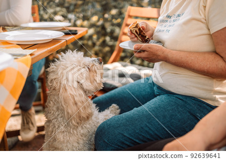 Small white bichon frize dog stands up and wants to eat the cake at street cafe Small white bichon frize dog stands up and wants to eat the cake at street cafe 92639641