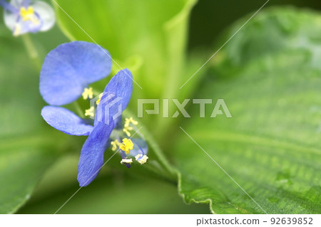 Small bluish-purple Marbatsuyukusa flowers blooming in the field in summer Small bluish-purple Marbatsuyukusa flowers blooming in the field in summer 92639852