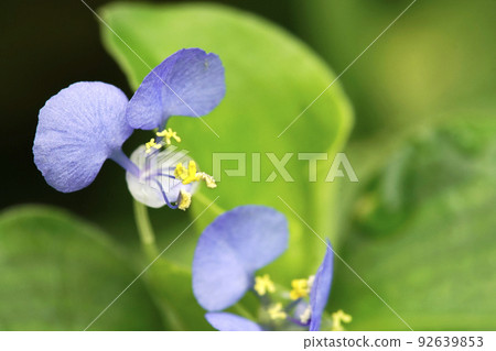 Small bluish-purple Marbatsuyukusa flowers blooming in the field in summer Small bluish-purple Marbatsuyukusa flowers blooming in the field in summer 92639853