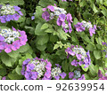 Hydrangea of rainy season 1 92639954