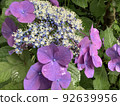 Hydrangea of rainy season 2 92639956