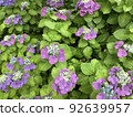 Hydrangea 3 in the rainy season 92639957
