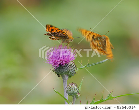 The leopard fritillary that keeps each other in check with thistle flowers The leopard fritillary that keeps each other in check with thistle flowers 92640014