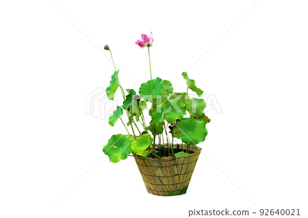 蓮花花盆,荷花 蓮花花盆,荷花 92640021