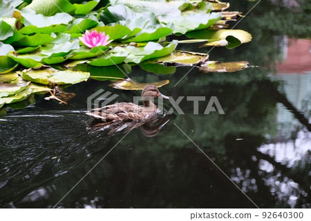 Water lily Water lily 92640300