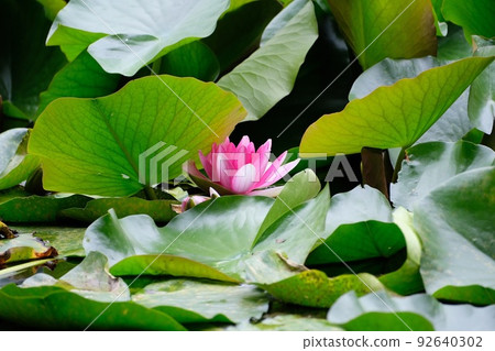 Water lily Water lily 92640302