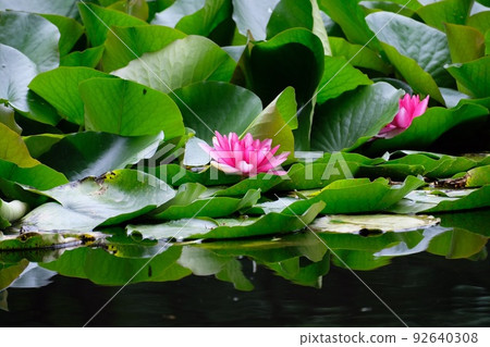 Water lily Water lily 92640308