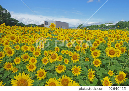 Relaxing Garden Park Sunflower field Relaxing Garden Park Sunflower field 92640415