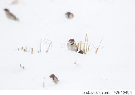 [Sparrow] Sparrows playing on the snow 92640496