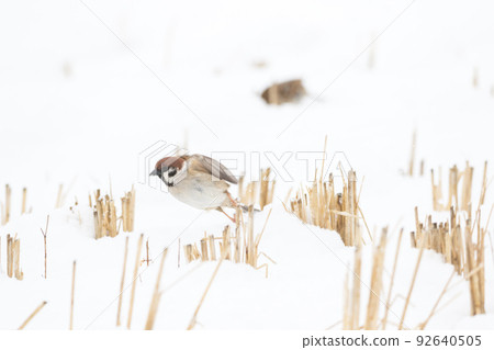 [Sparrow] Sparrows playing on the snow 92640505