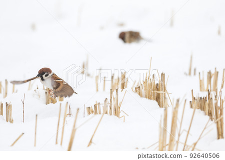 [Sparrow] Sparrows playing on the snow 92640506