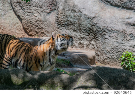 Tiger / tiger / tiger Tiger / tiger / tiger 92640645