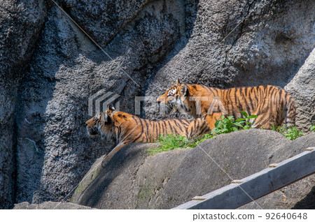 Tiger / tiger / tiger 92640648