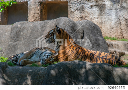 Tiger / tiger / tiger 92640655