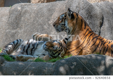 Tiger / tiger / tiger 92640658