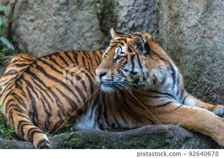 Tiger / tiger / tiger 92640678
