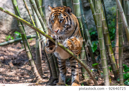 虎/虎/虎 虎/虎/虎 92640725