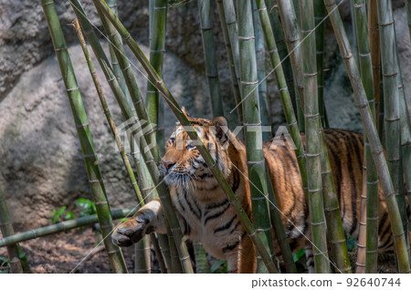 Tiger / tiger / tiger 92640744