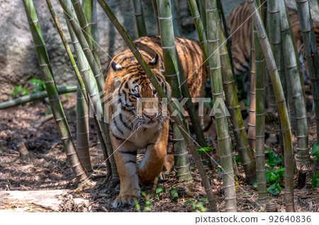 Tiger / tiger / tiger Tiger / tiger / tiger 92640836