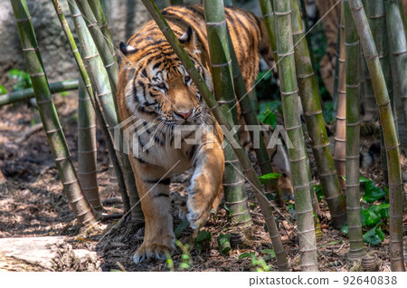 Tiger / tiger / tiger Tiger / tiger / tiger 92640838