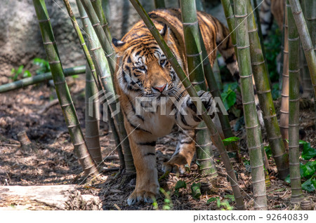 Tiger / tiger / tiger 92640839