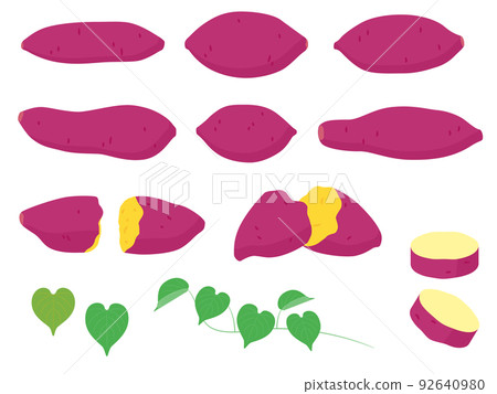 Vegetable illustration variety set sweet potato 92640980