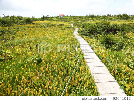 夏季的藏王山三神山濕地 92641012