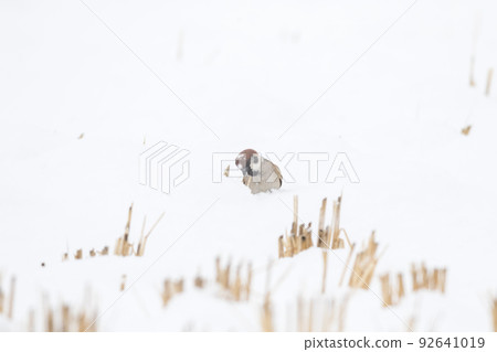 [麻雀] 一隻在雪地上玩耍的麻雀 92641019