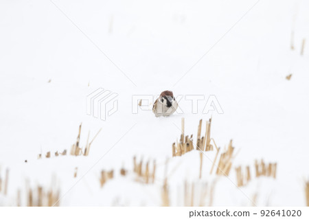 [Sparrow] A sparrow playing on the snow 92641020
