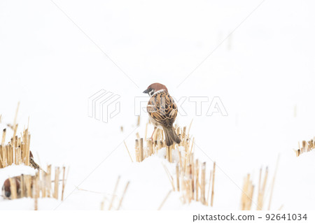 [麻雀] 雪地上玩耍的麻雀 92641034