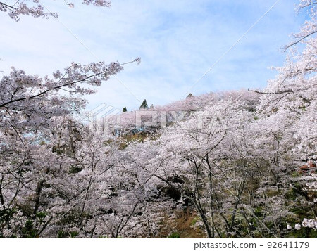 Shofukujiyama Park Sakura Valley (Akitsu-cho, Higashi-Hiroshima City, Hiroshima Prefecture) Shofukujiyama Park Sakura Valley (Akitsu-cho, Higashi-Hiroshima City, Hiroshima Prefecture) 92641179