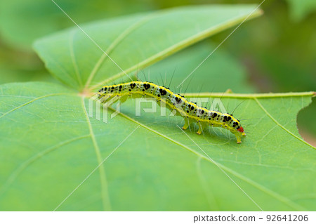 Larva of Phalaenopsis Larva of Phalaenopsis 92641206