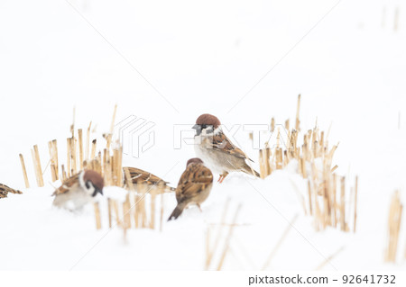 [麻雀] 雪地上玩耍的麻雀 92641732