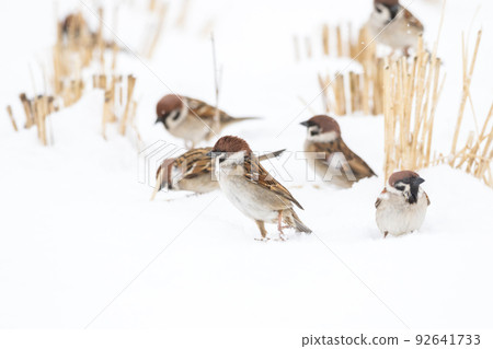 [麻雀] 雪地上玩耍的麻雀 92641733