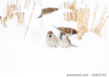 [麻雀] 雪地上玩耍的麻雀 92641743