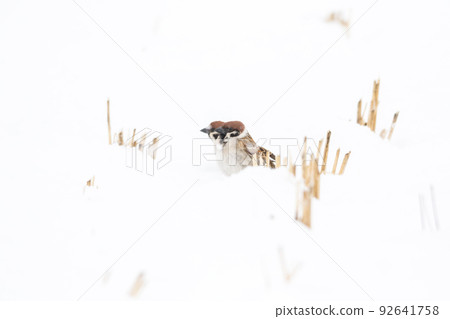 [Sparrow] Sparrows playing on the snow 92641758