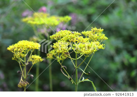 fragile and delicate flower fragile and delicate flower 92641913