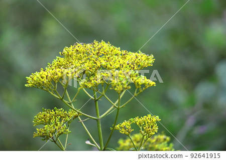 fragile and delicate flower fragile and delicate flower 92641915
