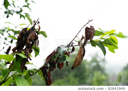 Curled and distorted apple tree leaves damaged by infection disease Curled and distorted apple tree leaves damaged by infection disease 92641949