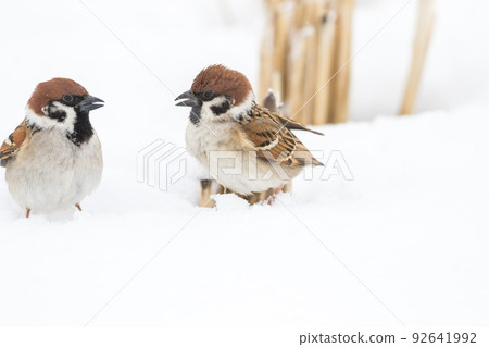 [Sparrow] Sparrows playing on the snow 92641992