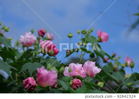 Flowers that symbolize the beauty of Japan 92642324