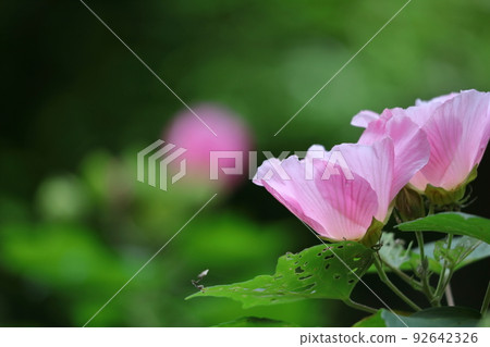 象徵日本之美的花 92642326