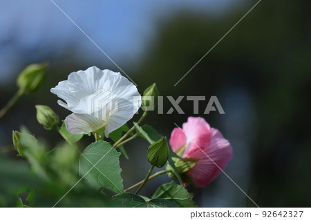象徵日本之美的花 象徵日本之美的花 92642327